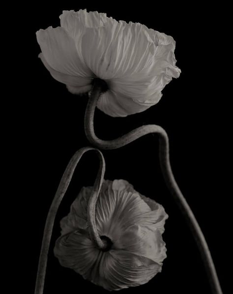 White Poppy, History Of Photography, Izu, Foto Art, Contemporary Photography, Foto Inspiration, Cebu, 인물 사진, Life Photography