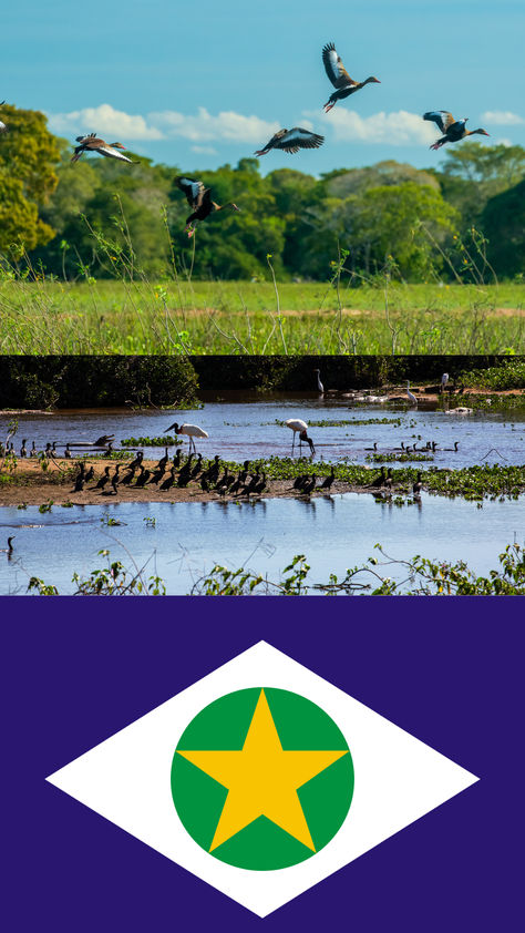 Mato Grosso é terra de riquezas naturais e culturais, e o Pantanal é seu tesouro mais precioso. 🌿🐆 Com paisagens deslumbrantes e uma biodiversidade única, o Pantanal é o coração pulsante da vida selvagem brasileira. Aqui, tradição e natureza se encontram em perfeita harmonia, oferecendo uma experiência única. Se você ama aventura, natureza e sabores autênticos, venha explorar o que Mato Grosso e o Pantanal têm de melhor! Pantanal