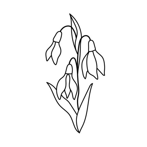 Download the Snowdrop flower. Outline vector plant isolated on white 16023314 royalty-free Vector from Vecteezy for your project and explore over a million other vectors, icons and clipart graphics! Outline Aesthetic, Sage Aesthetic, Snowdrop Flower, Flower Outline, Flower Drawing, Vector Art, Vector Free, Royalty, Royalty Free