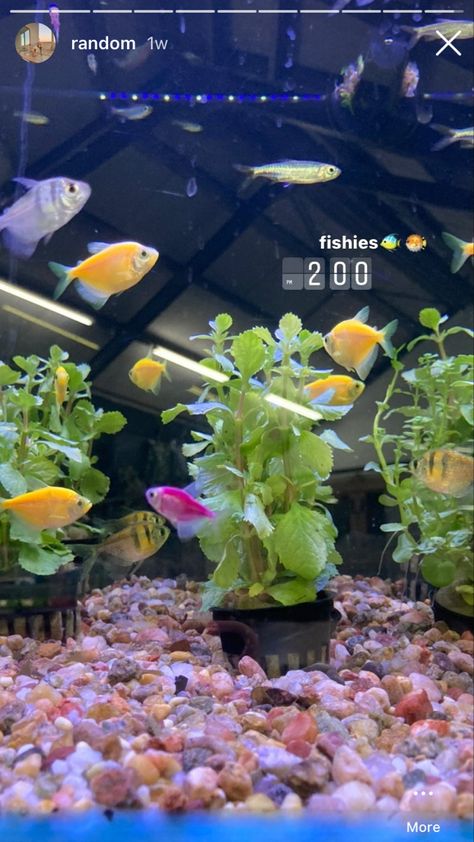 Fish Tank Snapchat Story, Aquarium Captions Instagram, Cute Aquarium Pictures, Home Aquarium Aesthetic, Fish Emoji, Pet Fish Aesthetic, Aethstetic Fish Tank, Aesthetic Fish Aquarium, Blue Aquarium Aesthetic