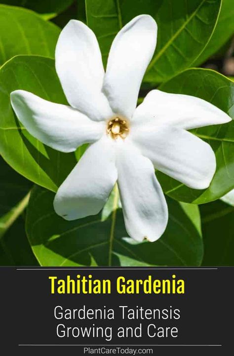 Tahitian gardenia shrub, flowers every year during the warmer spring and summer months. It stays lush year-round, it a popular decorative choice for warm-weather gardens. [DETAILS] Gardenia Care, Gardenia Shrub, Growing Gardenias, Tahitian Gardenia, Gardenia Flowers, Gardenia Plant, Florida Plants, Acid Loving Plants, Yard Landscape