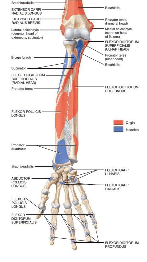 Muscles Of Forearm, Forearm Muscle Anatomy, Upper Limb Anatomy, Muscles Anatomy, Arm Anatomy, Anatomy Bones, Forearm Muscles, Gross Anatomy, Anatomy Physiology