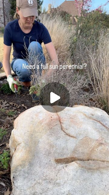 Texas Garden, Russian Sage, Full Sun Perennials, Texas Gardening, Sun Perennials, North Texas, Extreme Heat, Denim And Lace, A Year Ago