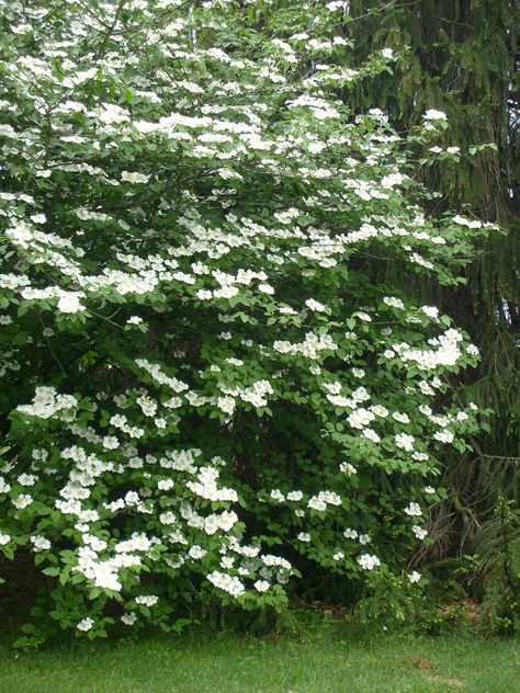 By Nikki Phipps (Author of The Bulb-o-licious Garden) For stunning citrus fragrance in the garden, you can’t go wrong with the mock orange shrub (Philadelphus virginalis). This late spring-blooming deciduous bush looks great when placed in the border, used in groups as screening or simply as a stand-alone specimen plant. They even make excellent cut… Mock Orange Bush, Mock Orange Shrub, Mock Orange, Garden Shrubs, Moon Garden, Flowering Shrubs, White Gardens, Garden Trees, Garden Cottage