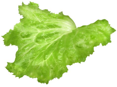 Lettuce Burger, Burger Lettuce, Lettuce Burgers, Burger Salad, Leaf Png, Sandwich Box, Graphic Design Infographic, Salad Leaves, Lettuce Salad