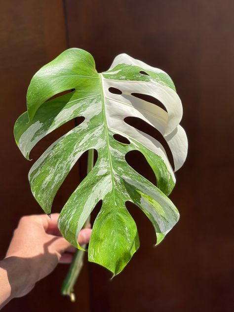 Monstera Borsigiana, Variegated Monstera, Monstera Albo, Holiday Monday, Sphagnum Moss, Monstera Plant, Monstera Deliciosa, Mother Plant, Marbling