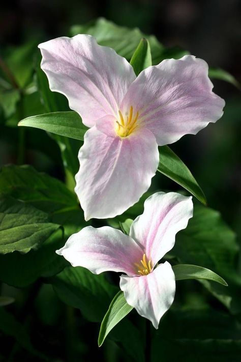 Trillium Plant, Trillium Flower, Flowers Motifs, Pictures Flowers, Woodland Flowers, Butterfly Plants, Shade Plants, Feb 8, Little Flowers