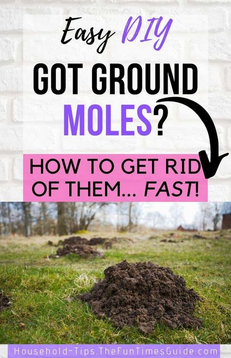 How to get rid of ground moles fast before they ruin your yard! #groundmoles #yardmoles #molesinyard #landscaping #lawn Ground Moles Get Rid Of, How To Get Rid Of A Mole In The Yard, Dawn Dish Soap To Get Rid Of Moles, Diy Mole Repellent, How To Get Rid Of Moles In Your Yard, Getting Rid Of Moles In Yard, Moles In Yard Get Rid Of, How To Get Rid Of Moles, How To Get Rid Of Moles In Yard