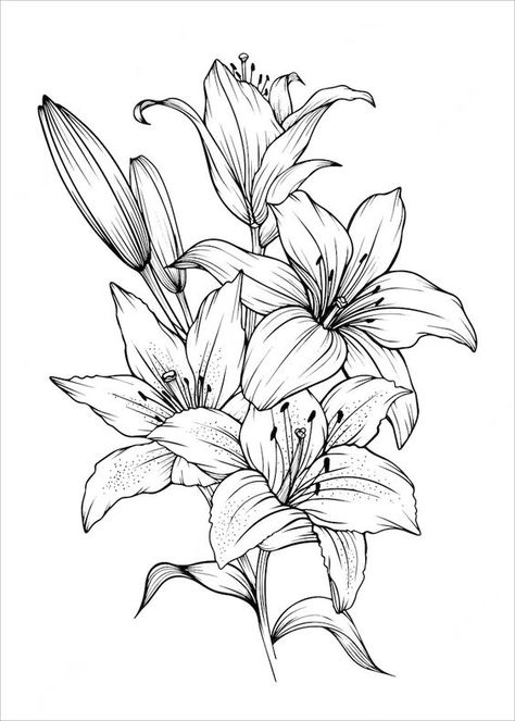 Premium Vector | Vector hand drawn lily bouquets lily flowers Hibiscus Flower Drawing, Drawing Of Flowers, Lilies Drawing, Lilly Flower, Flower Line Drawings, Lily Bouquet, Lily Flowers, Flower Sketches, Art Video