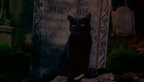 Make a Thackery Binx grave stone and put a black cat next to it Hocus Pocus Characters, Thackery Binx, Hocus Pocus 1993, Hocus Pocus Movie, Best Halloween Movies, Cat Talk, The Addams Family, Halloween Wallpaper Iphone, A Black Cat