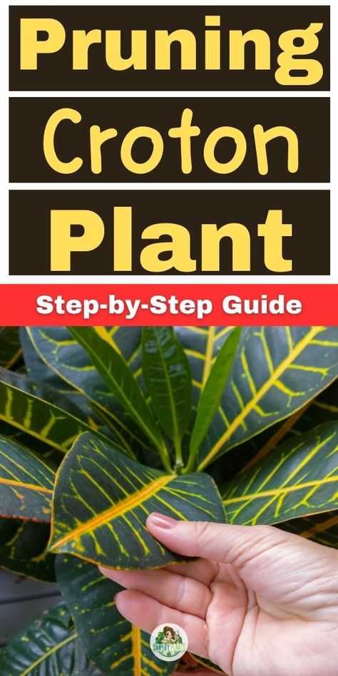 - Croton Plant Care Guide(Codiaeum variegatum) -Pruning Croton plants guide
 -When to prune Croton plants
 -Step-by-step Croton pruning
 -Croton plant care and pruning
 -Cutting back a Croton plant
 -Croton shape maintenance
 -Best practices for Croton pruning
 -Croton foliage shaping steps
 -Encouraging Croton bushiness with pruning
 -Croton plant health and pruning
 -Removing dead leaves from Croton
 -Croton seasonal pruning times
 -Tools for pruning Croton plants" Croton Plant Indoor, Garden Croton, Croton Plant Care, Croton Plant, Codiaeum Variegatum, Arizona Gardening, Bacterial Diseases, Light Temperature, Rooting Hormone