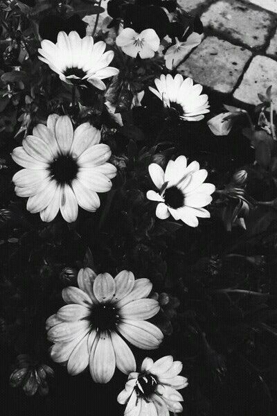 Black And White Photo Wall, Christmas Aesthetic Wallpaper, Black And White Picture Wall, Tumblr Backgrounds, Black And White Flowers, Gray Aesthetic, Photo Wall Collage, Inspirational Wallpapers, Black And White Aesthetic