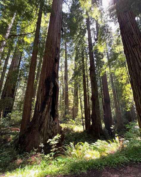 Great last day in the redwoods national park. Redwoods National Park, Vacation 2024, Redwood National Park, The Redwoods, Gemstone Jewelry Handmade, May 23, Last Day, National Park, Colorado