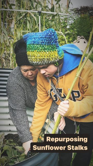 KATRINA & CLAYTON | Building a Food Forest on Instagram: "REPURPOSING SUNFLOWER STALKS 🌻The outer shell of the stalk becomes quite hard after it is allowed to dry fully. 🌻Much like bamboo canes, you can reuse sunflower stalks as a DIY teepee, trellis, or other garden support structure. 🌻You don’t even have to remove them if you want to use dead stalks as a beanpole for next year. ➡️Cut the heads off ➡️Remove all the leaves ➡️Cut at ground level ➡️Fully dry on a windowsill ➡️Store in a dr Teepee Trellis, Allotment Ideas, Diy Teepee, Bamboo Canes, Ground Level, Food Forest, Support Structure, How To Level Ground, Window Sill