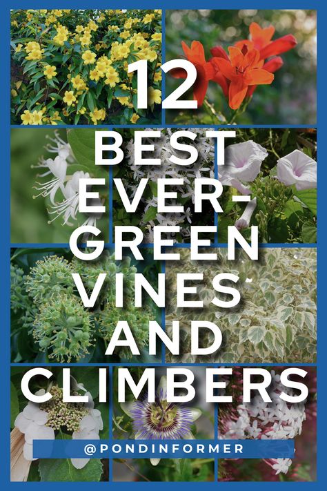 Time to improve your garden with lasting allure using our guide to the 12 best evergreen vines and climbers. These resilient plants not only provide year-round greenery but also enhance vertical spaces with their climbing charm. From vibrant foliage to captivating blooms, these evergreen wonders will add elegance to your gardens! #EvergreenVines #ClimbingPlants #Vines #Climbers #GardenTips #Planting #AllYearPlants Climbing Vines On House Exterior, Evergreen Clematis Climbing Vines, Evergreen Trellis Plants, Climbing Plants For Privacy, Climbing Evergreen Plants, Evergreen Vines Climbing Zone 7, Wall Climbing Plants Outdoor, Fast Growing Vines Climbing, Vine Plants Outdoor Climbing