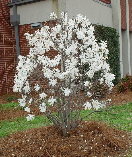 Magnolia Stellata. Magnolia Shrub, Magnolia Bush, Magnolia Denudata, Magnolia Soulangeana, Courtyard Plants, Magnolia Stellata, Patio Trees, Planting Plan, Corner Garden