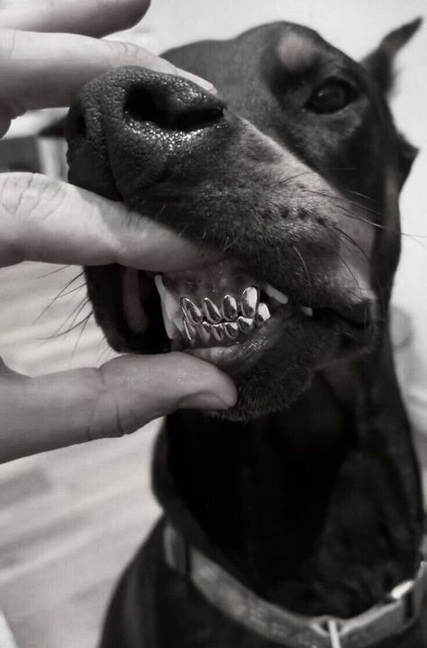 Image Swag, Doberman Pinscher, Rescue Dogs, White Photo, Doberman, Black Aesthetic, Dog Pictures, Dark Aesthetic, Submarine