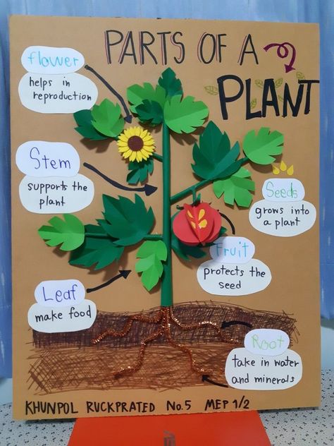 Science Board Ideas Classroom, Science Project Ideas For School Creativity, Plant Science Projects, Parts Of Plants Project Ideas, Plant Science Preschool, Plant Life Cycle Science Project, Part Of The Plant Activities, Class Plant Project, Plant Learning Activities