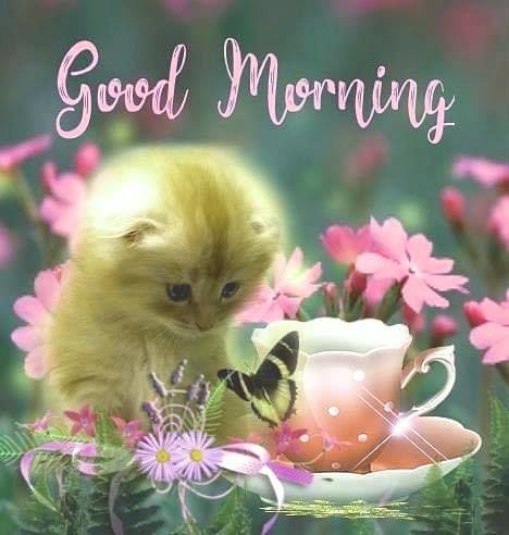 Good Morning Cats So Cute, God Morning Images, Goodmorning Cute Images Aesthetic, Good Morning Cat Images, Good Morning Kittens, Butterfly Good Morning, Good Morning Kitty, Vintage Good Morning, Cat Good Morning