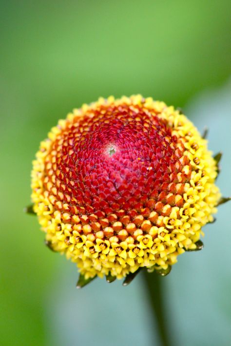 Eyeball Plant, Toothache Plant, Remedies For Tooth Ache, Dental Health Care, Medicinal Herbs Garden, Medicinal Herb, Teeth Health, Echinacea Purpurea, Healing Plants