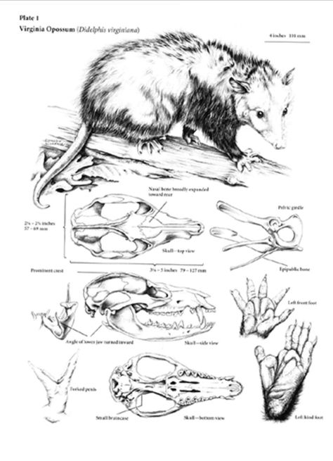 Opossum Anatomy, Nature Diagram, Opossum Tattoo, Trash Panda, Art Project, Badger, Feline, Skeleton, Art Projects