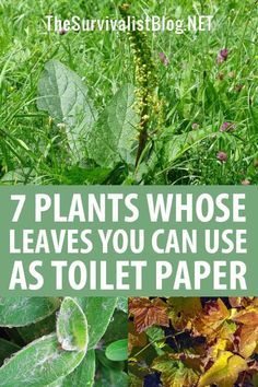 Toilet Paper Plant, Survival Skills Wilderness, Medicines To Keep On Hand, Nature Survival, Survival Skills Emergency Preparedness, Off Grid Survival, Shtf Survival, Survival Ideas, Survival Items