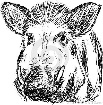 Sanglier Boar Head Drawing, Boar Drawing Sketches, Wild Boar Illustration, Wild Boar Art, Wild Boar Drawing, Boar Drawing, Boar Art, Pig Sketch, Feral Pig