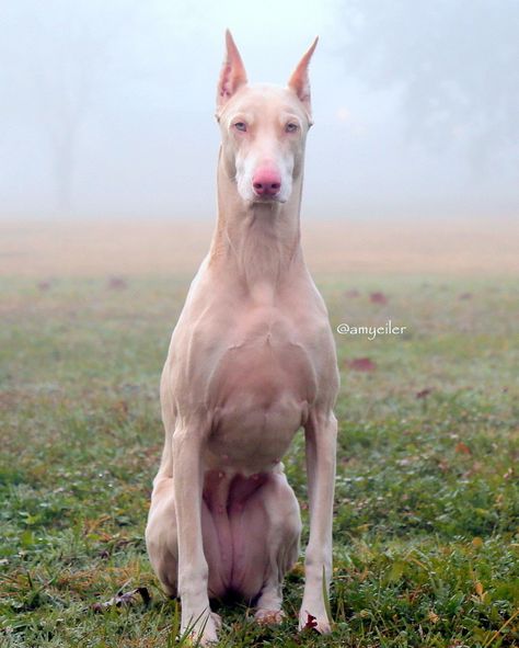 White Doberman, White Doberman Pinscher, Doberman Rescue, Doberman Puppy, Welcome Winter, Doberman Dogs, Pretty Dogs, Doberman Pinscher, One Year Old