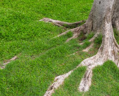 Pixel Art Tree, Exposed Tree Roots, Planting Grass, Growing Grass, Wild Ginger, Ground Cover Plants, Art Tree, Tree Roots, Growing Tree