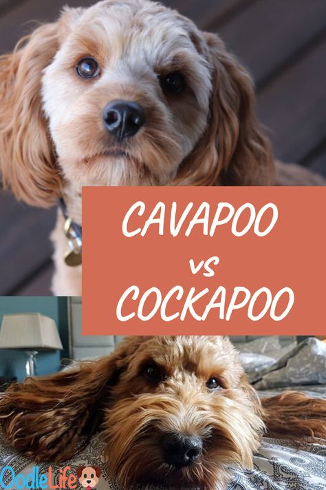 Cockapoo Vs Cavapoo, Cockapoo Haircut, Red Cockapoo, College Help, Poodle Mix Breeds, Cavapoo Dogs, Puppy Facts, Cockapoo Dog, Cockapoo Puppies