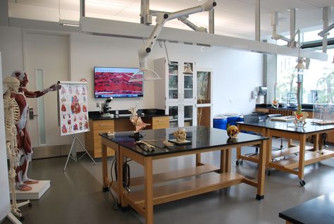 Anatomy and Physiology Lab - Loyola Marymount University Anatomy And Physiology Study, Physiology Study, Anatomy Lab, Biology Lab, Human Skeleton Anatomy, Loyola Marymount University, Lab Ideas, Science Room, Anatomy Bones