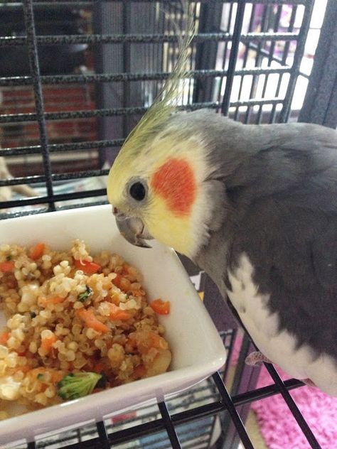 Parrot Ideas, Parrot Chop, Cockatiel Care, Bird Recipes, Parakeet Care, Parakeet Food, Parrot Diet, Indian Ringneck, Diy Bird Toys