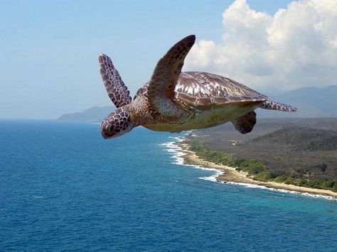 NastyCobra's Dumping Grounds Portrait Nature Photography, Animals Jumping, Flying Turtle, Save The Sea Turtles, Slow And Steady, Turtle Love, Delta Zeta, Skylanders, Funny Thoughts