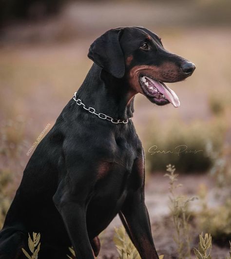 Doberman Uncropped Ears, Uncropped Doberman, Doberman Natural Ears, Doberman Photography, Black Doberman, Dream Dog, Group 2, Rottweiler Dog, Losing A Dog