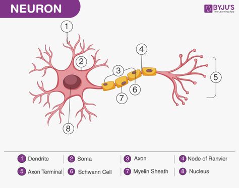 structure of the Neuron Nerve Cell Diagram, Neuron Diagram, Nervous System Diagram, Neuron Structure, Nervous Tissue, Types Of Neurons, Nervous System Anatomy, Biology Diagrams, Human Nervous System