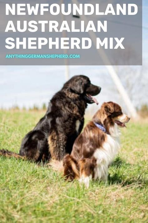 This type of mix is more commonly known as an Aussie Newfie. As to be expected, they are a large breed, and we would recommend having some experience with one of these breeds if you are considering purchasing this mix.If you are looking for some more information on this breed, then you have come to the right place. St Bernard Mix, Aussie Mix, Expensive Dogs, Australian Shepherd Mix, Giant Breeds, Dog Ages, Different Dogs, Mixed Breed, Saint Bernard