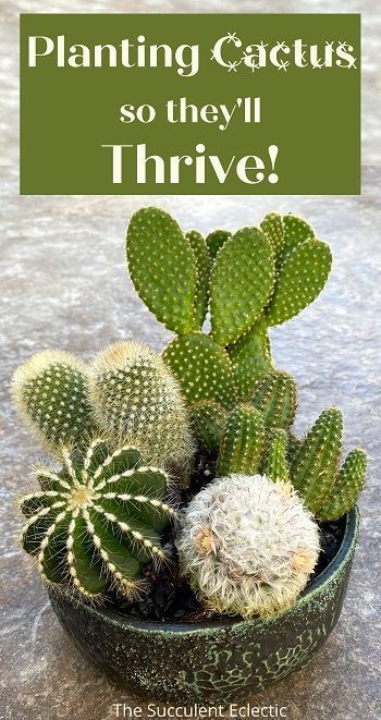 How To Plant Cactus, Planting Cactus, Indoor Cactus Garden, Cactus Garden Design, Types Of Cactus Plants, Mini Cactus Garden, Indoor Cactus Plants, Cactus Arrangement, Cactus House Plants