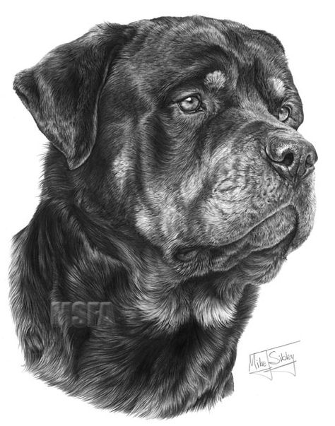 Rottweiler Tattoo, German Dog Breeds, Basset Hound Beagle, Rottweiler Lovers, Canine Art, Rottweiler Puppies, Rottweiler Dog, Best Dog Breeds, Graphite Drawings