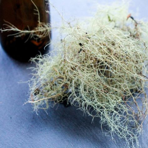 usnea tincture Granny Clampett, Usnea Tincture, Natural Apothecary, Tinctures Recipes, Latin Names, The Respiratory System, Ginger Benefits, Herbal Plants, Lungs Health