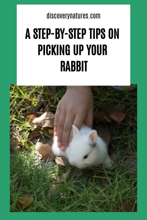 Ever wonder how you should properly pick up your rabbit without causing it any panic? Then this article is for you. Learn how to pick up your rabbit with this step-by-step tips. #petrabbit #petbunny #rabbits Bunny Care Tips, Rabbit Information, Flemish Giant Rabbit, Funny Bunny Videos, Young Rabbit, Giant Rabbit, Flemish Giant, Bunny Care, Rabbit Run