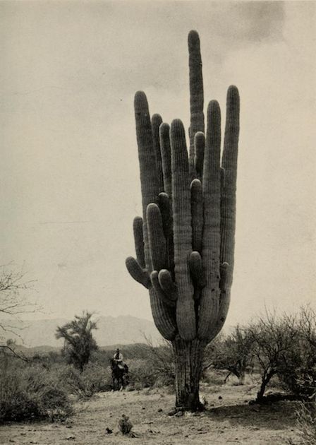 giant cactus in Arizona ref. National Geographic, April 1922 Cactus Images, California Decor, Cactus Poster, Vintage Cactus, Desert Decor, Arizona Landscape, Decor Minimal, Cactus Wall, Cactus Wall Art