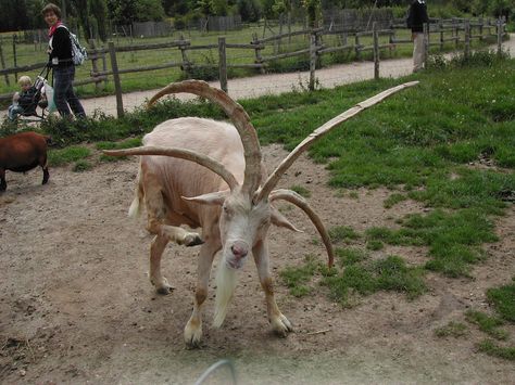 Goat Horns, Photo Animaliere, Goats Funny, Animal Planet, Funny Animal Pictures, Funny Animal Videos, Animal Kingdom, Farm Animals, Pet Birds