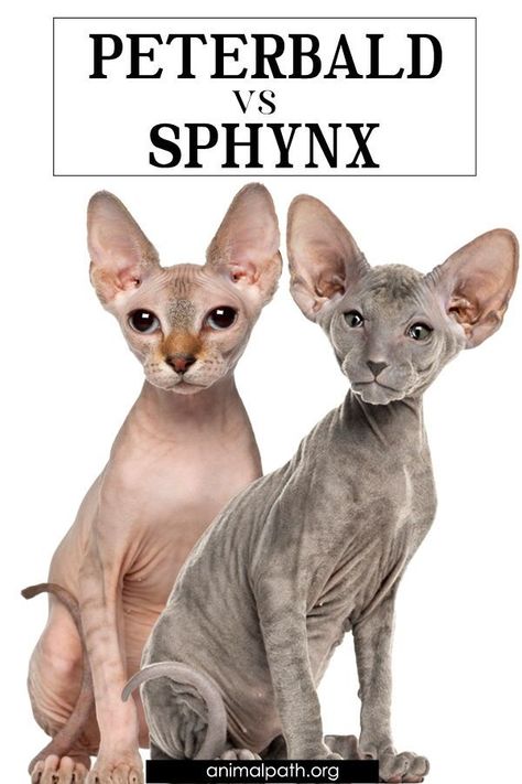 Sphynx Cat Care, Donskoy Cat, Peterbald Cats, Hairless Cat Sphynx, Sphinx Cats, Best Cat Breeds, Large Cat Breeds, Hypoallergenic Cats, Urban Samurai