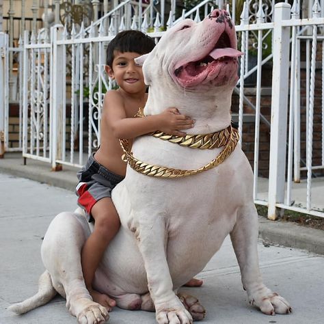 4,667 харесвания, 18 коментара – Animals On Planet (@animalsonplanet_) в Instagram: “Considering his size the boy can ride him like a horse 😂 - - - Credit: @notorious_brooklyn_kennel…” Pitbull Dog Angry, White Pitbull, Black Pitbull, Angry Dog, Dog Behavior Training, Funny Photo, Dog Stories, Pitbull Lover, Pitbull Puppies