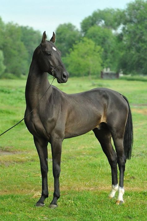 Akhal-Teke -- "a horse breed from Turkmenistan, where they are a national emblem. They have a reputation for speed and endurance, intelligence, and a distinctive metallic sheen." This dark color doesn't show the sheen as much. Saddled Horse, Akhal-teke, Ahal Teke, Akhal Teke Horses, Saddle Horse, Draft Horse, Akhal Teke, Most Beautiful Horses, Majestic Horse