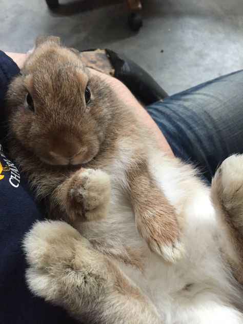 Hazel (Silver Fox), being held like a baby. So cute! Rabbit Oc, Silver Fox Rabbit, Have A Nice Afternoon, Diy Bunny Toys, Bunny Care Tips, Crazy Bunny Lady, Funny Bunny Videos, Fav Animal, Bunny Lady