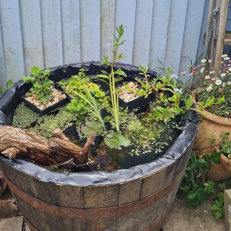 Reuse the wine barrel that is in your home storage as a garden pond decoration that can be filled with clean water and several different types of aquatic plants. Unique shaped wood is also an additional ornament that you can put in this pond, place it in the backyard garden area or tepar adjacent to the garden fence so it doesn’t interfere with your movement space. Barrel Pond on a Budget from @planetariom #backyardpondideas #decoratingbackyard #koipond Whiskey Barrel Pond, Barrel Fish Pond, Backyard Garden Area, Barrel Pond, Backyard Pond Ideas, Container Pond, Plants Unique, Raised Pond, Pond Decorations