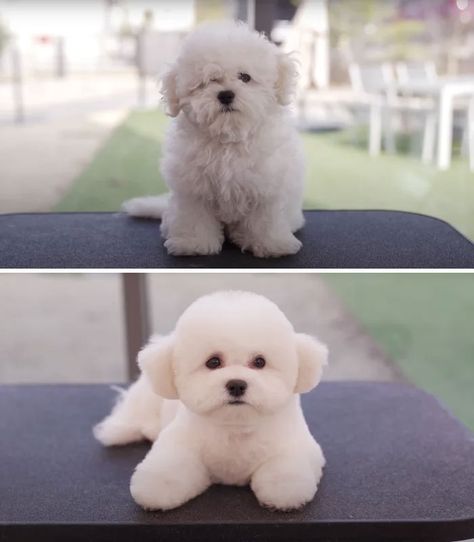 Dogs-Haircut-Before-After-Groomer-Shu-And-Tree Maltipoo Teddy Bear Haircut, Maltipoo Haircuts, Poochon Dog, Toy Poodle Haircut, Puppy Haircut, Dog Grooming Styles, Poodle Haircut, Maltese Poodle, Teddy Bear Dog