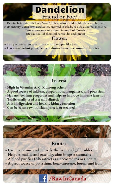 All the benefits of wildcrafting Dandelions! You can use the whole plant; flower, leaves, roots, and it is all edible! Do you consider Dandelion a 'friend or foe'? Uses For Dandelions, Dehydrating Dandelion Flowers, Dandelion Properties, Dandelion Magical Properties, Dandelion Medicinal Uses, Dandelion Tincture Benefits, Dandelion Greens Benefits, Dandelion Harvesting, Dandelion Remedies