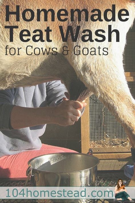 Homemade Teat Wash for Goats & Cows Cows And Goats, Goat Health, Keeping Goats, Goat Milking, Goat Milk Recipes, Raising Farm Animals, Goat Care, Goat Barn, Raising Goats